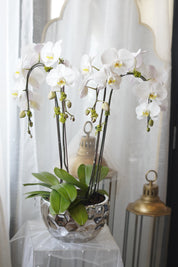 Luxury indoor white orchid plant in a modern planter for flower delivery in GTA