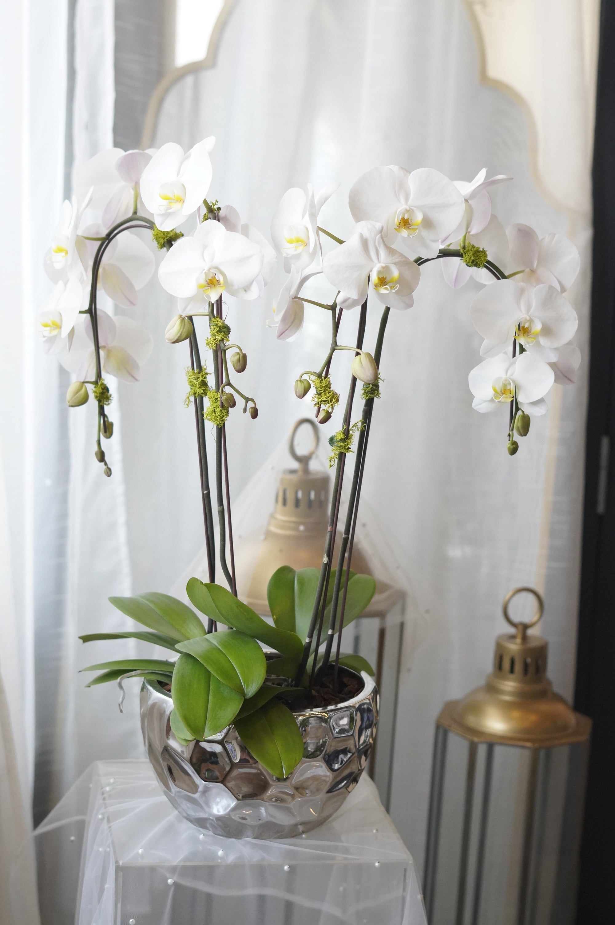 Luxury indoor white orchid plant in a modern planter for flower delivery in GTA