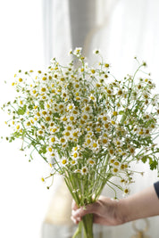 Chamomile – Per Stem