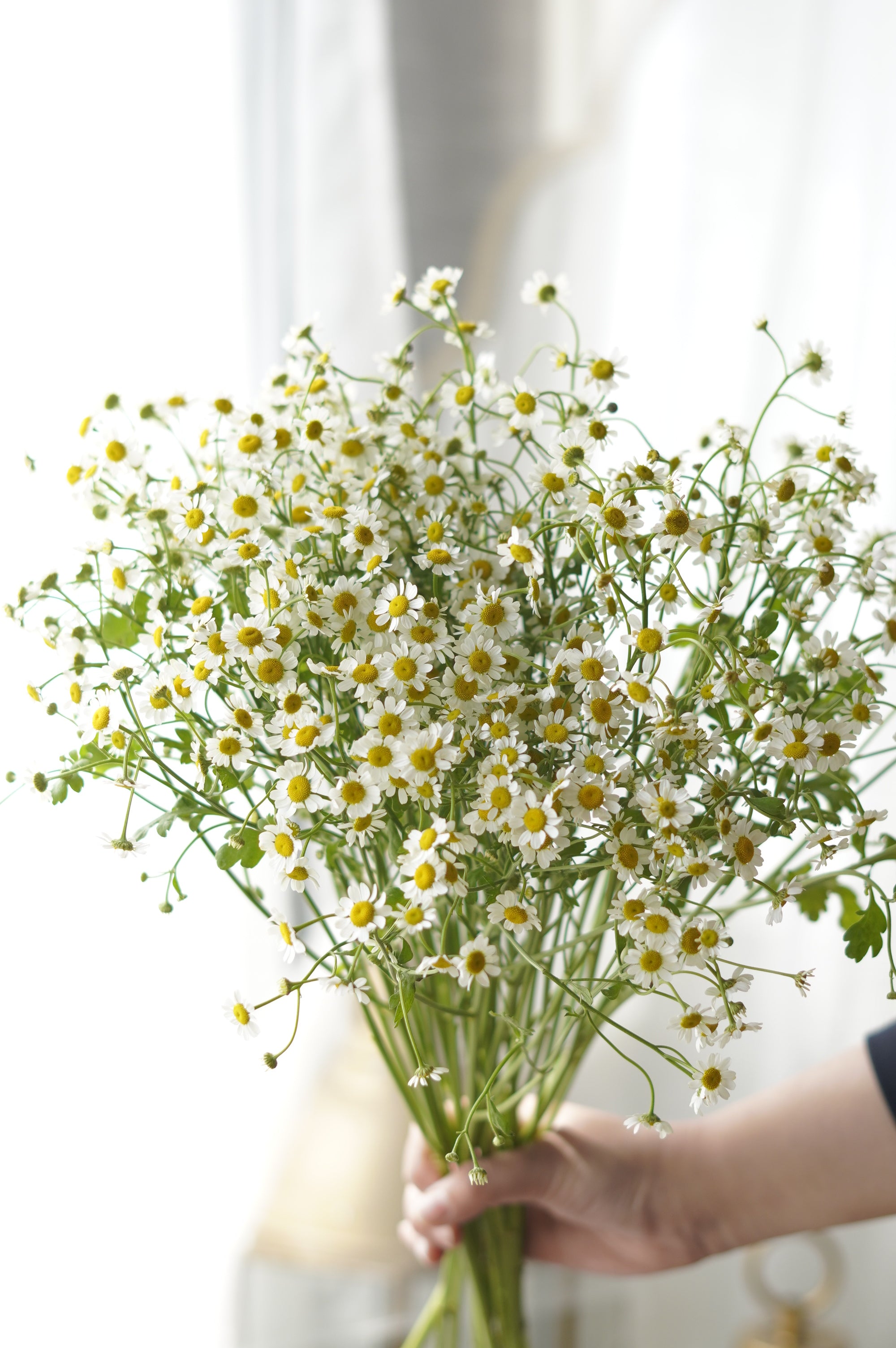 Chamomile – Per Stem