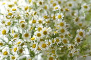 Chamomile – Per Stem
