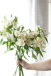 White Alstroemeria – Per Stem