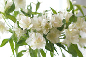 White Alstroemeria – Per Stem