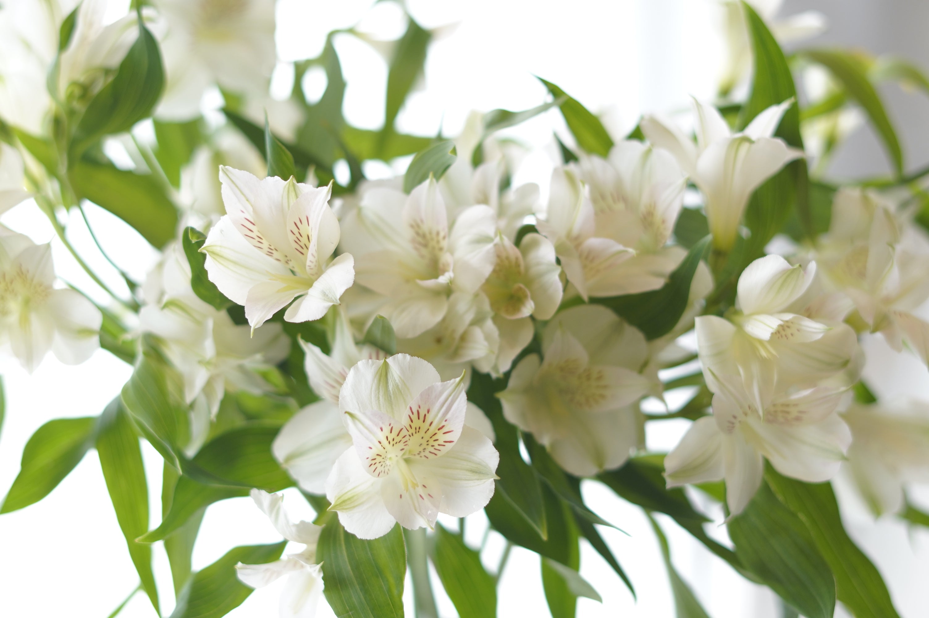White Alstroemeria – Per Stem