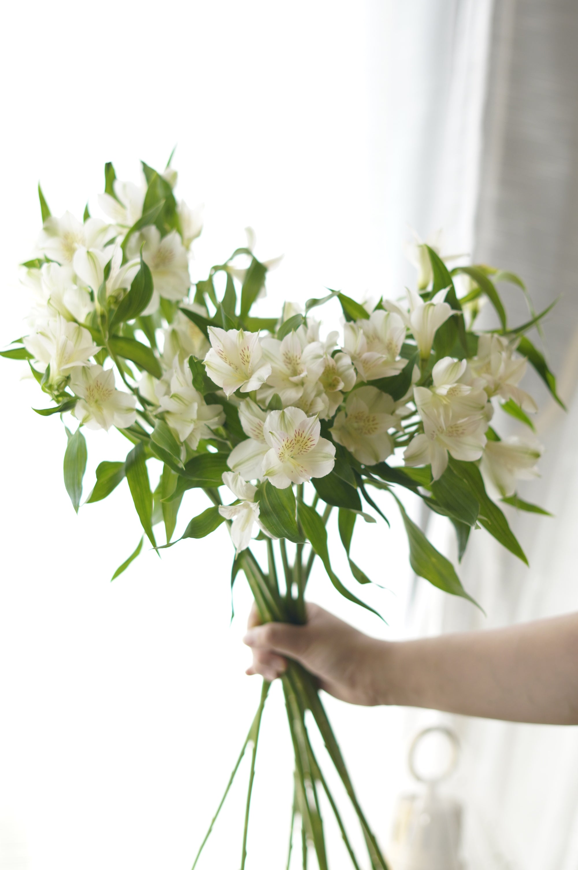 White Alstroemeria – Per Stem