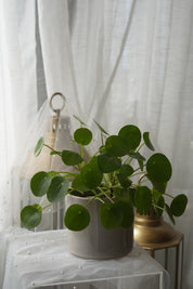 Pilea in a Pot | Lucky Money Plant Toronto