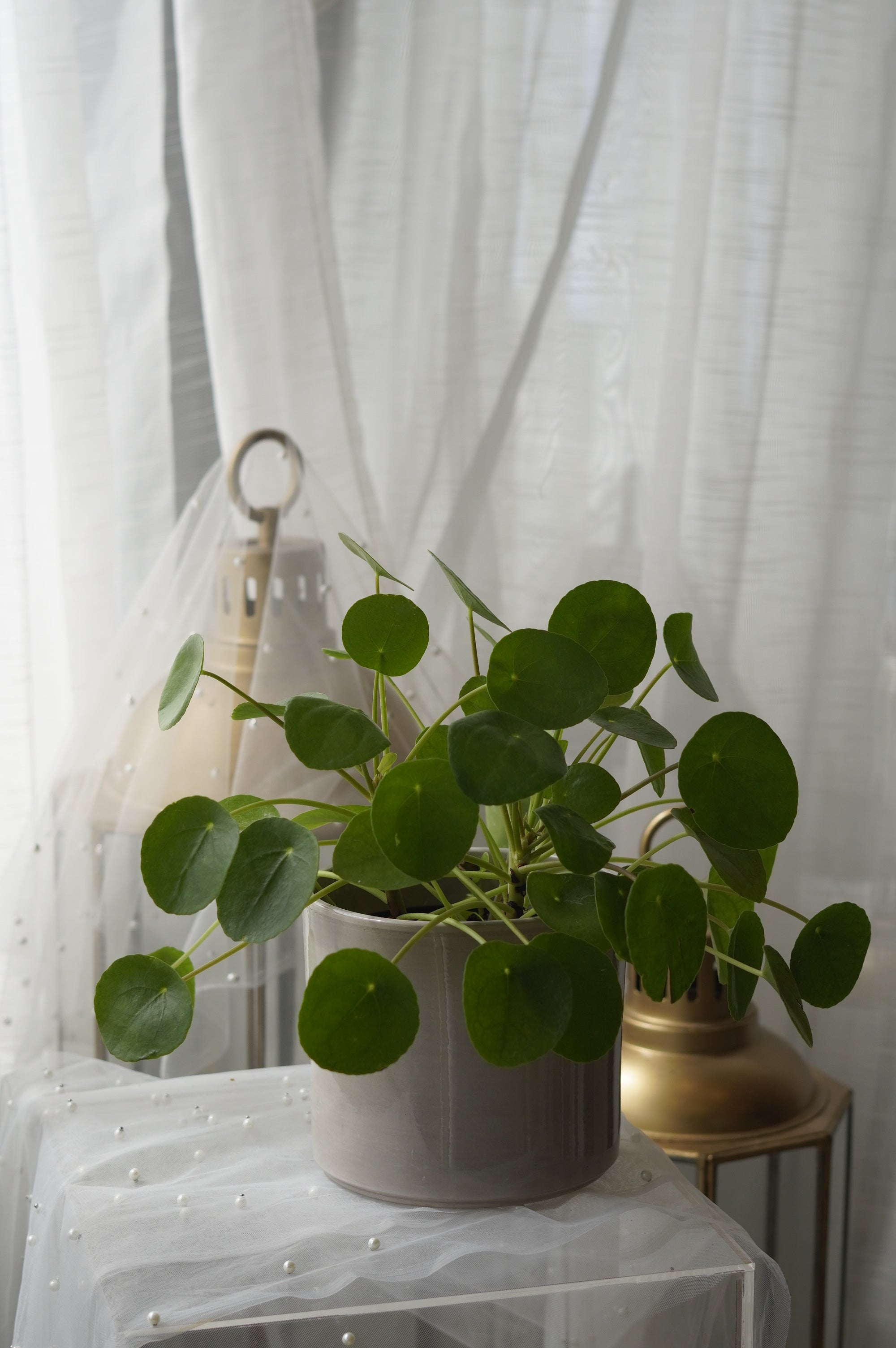 Pilea in a Pot | Lucky Money Plant Toronto