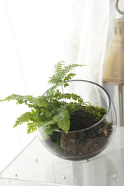 Lush live moss and green fern in a woodland terrarium