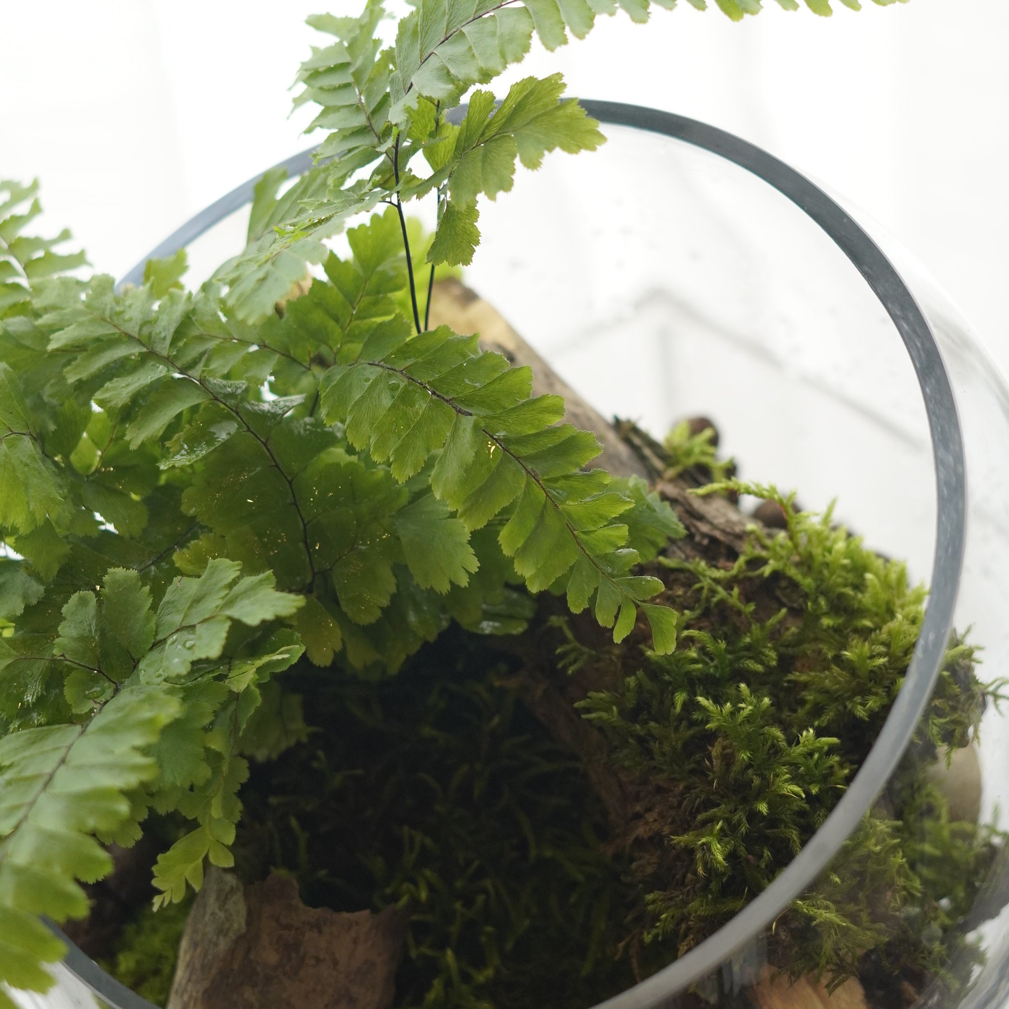 Close-up of live moss, fern leaves, natural wood, and pebbles