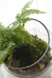 Close-up of live moss, fern leaves, natural wood, and pebbles