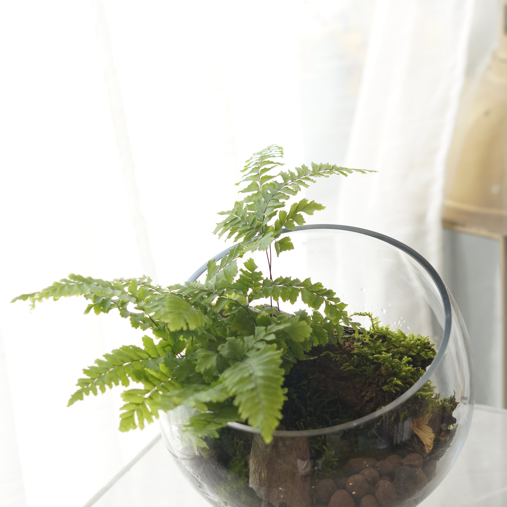 Handcrafted fern and live moss terrarium — Toronto delivery