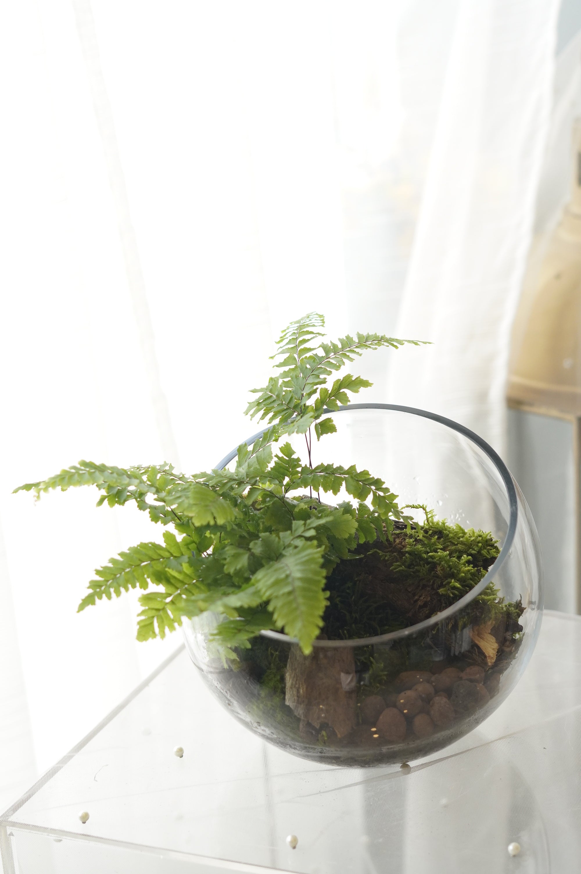 Handcrafted fern and live moss terrarium — Toronto delivery