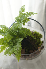 Top view of fern and live moss in a clear glass bowl