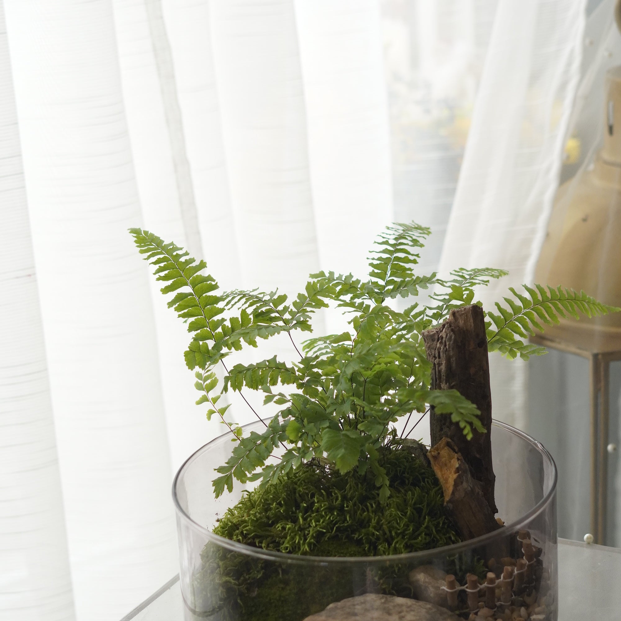 Woodland Fern & Live Moss Terrarium