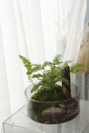 Woodland Fern & Live Moss Terrarium