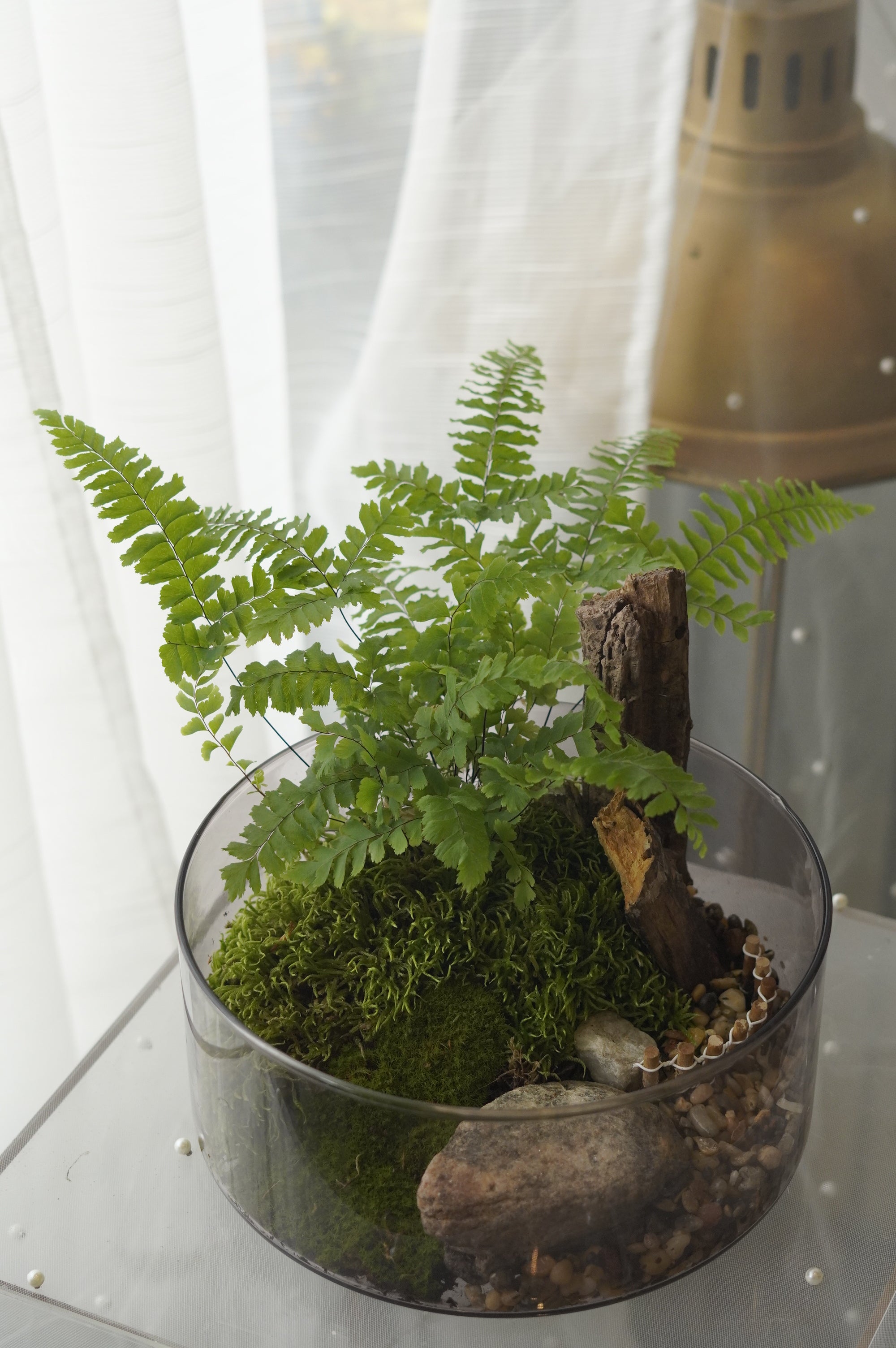 Woodland Fern & Live Moss Terrarium