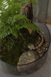 Woodland Fern & Live Moss Terrarium