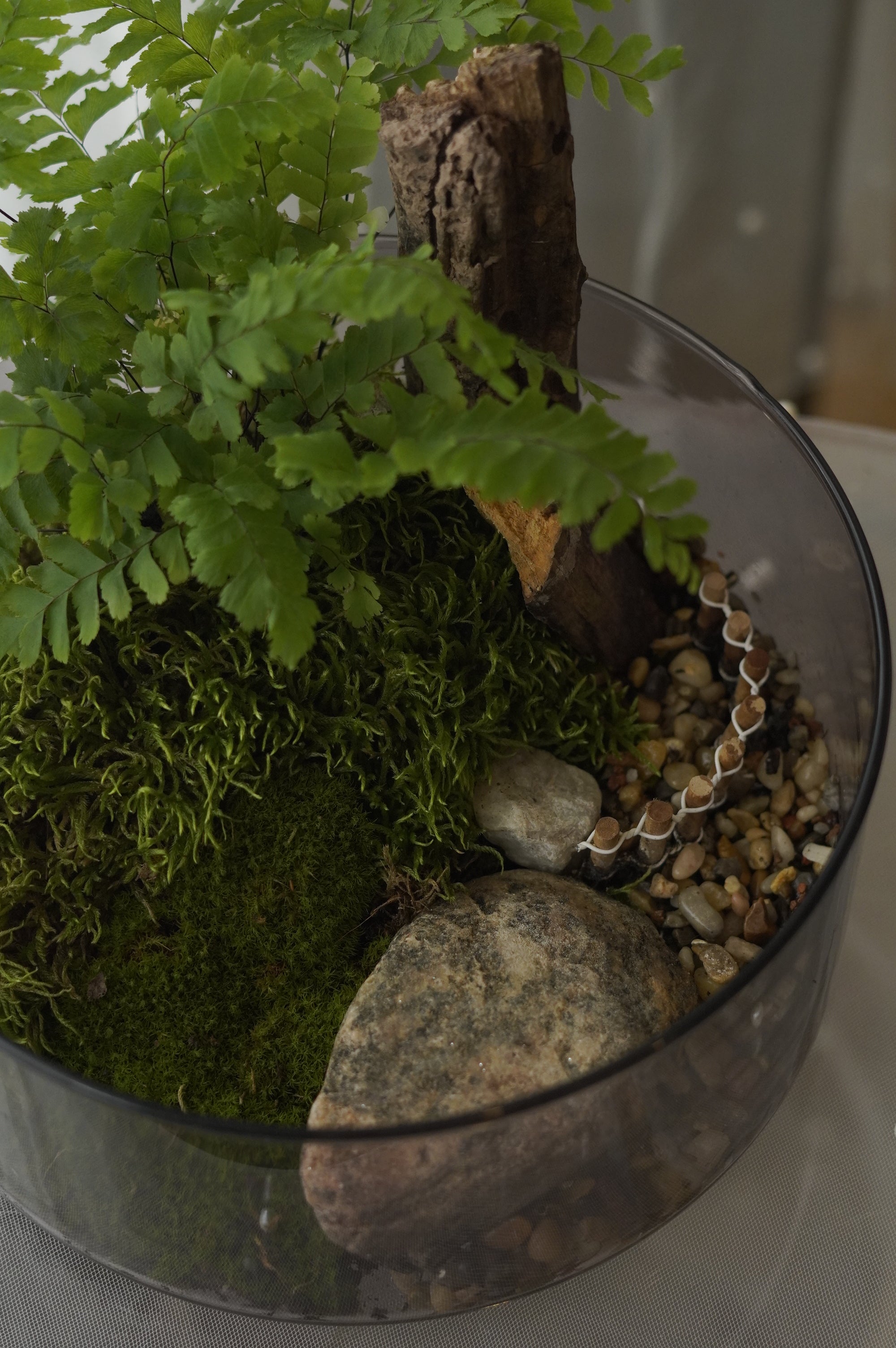 Woodland Fern & Live Moss Terrarium