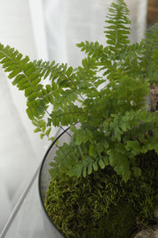 Woodland Fern & Live Moss Terrarium