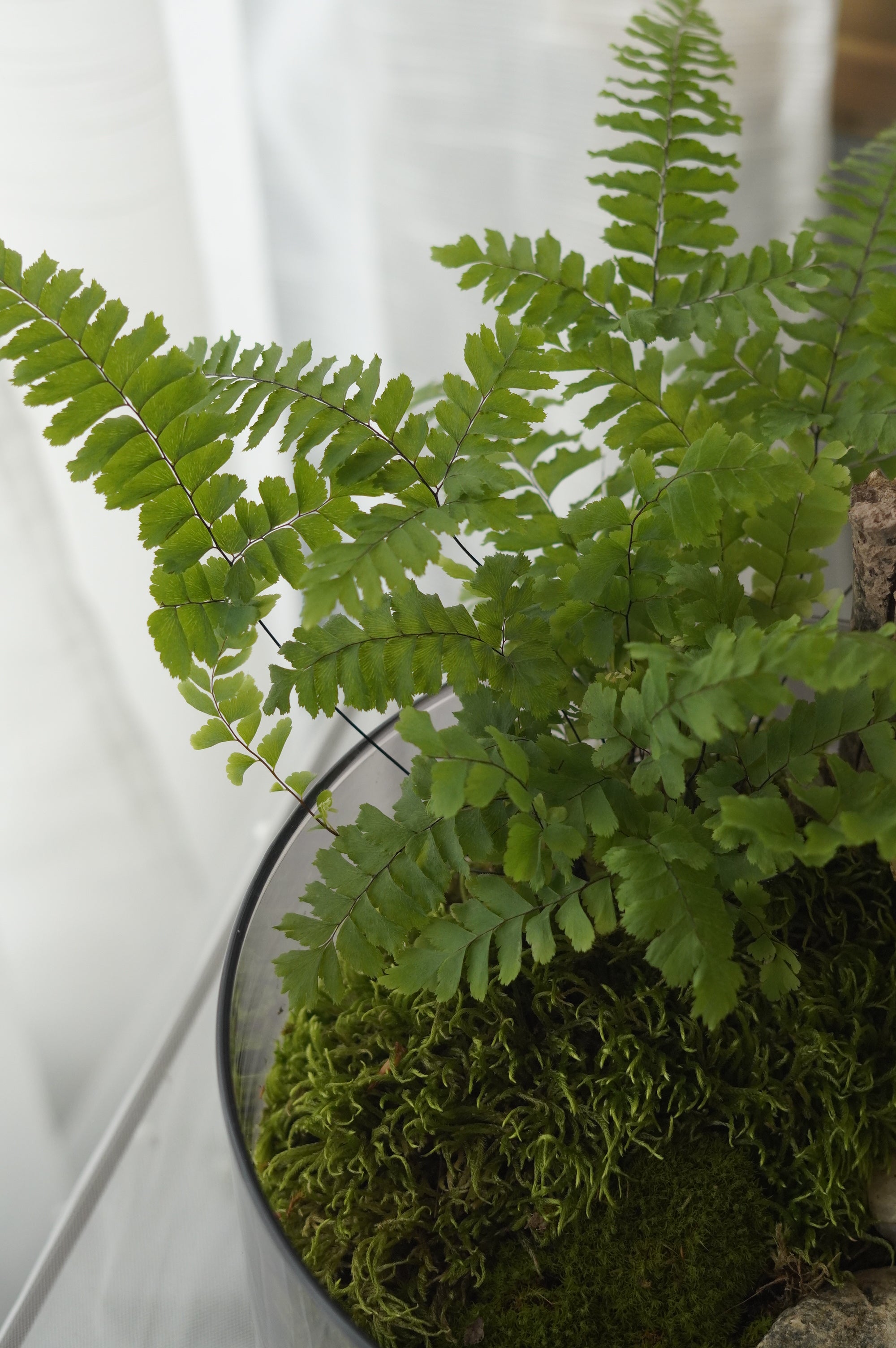 Woodland Fern & Live Moss Terrarium