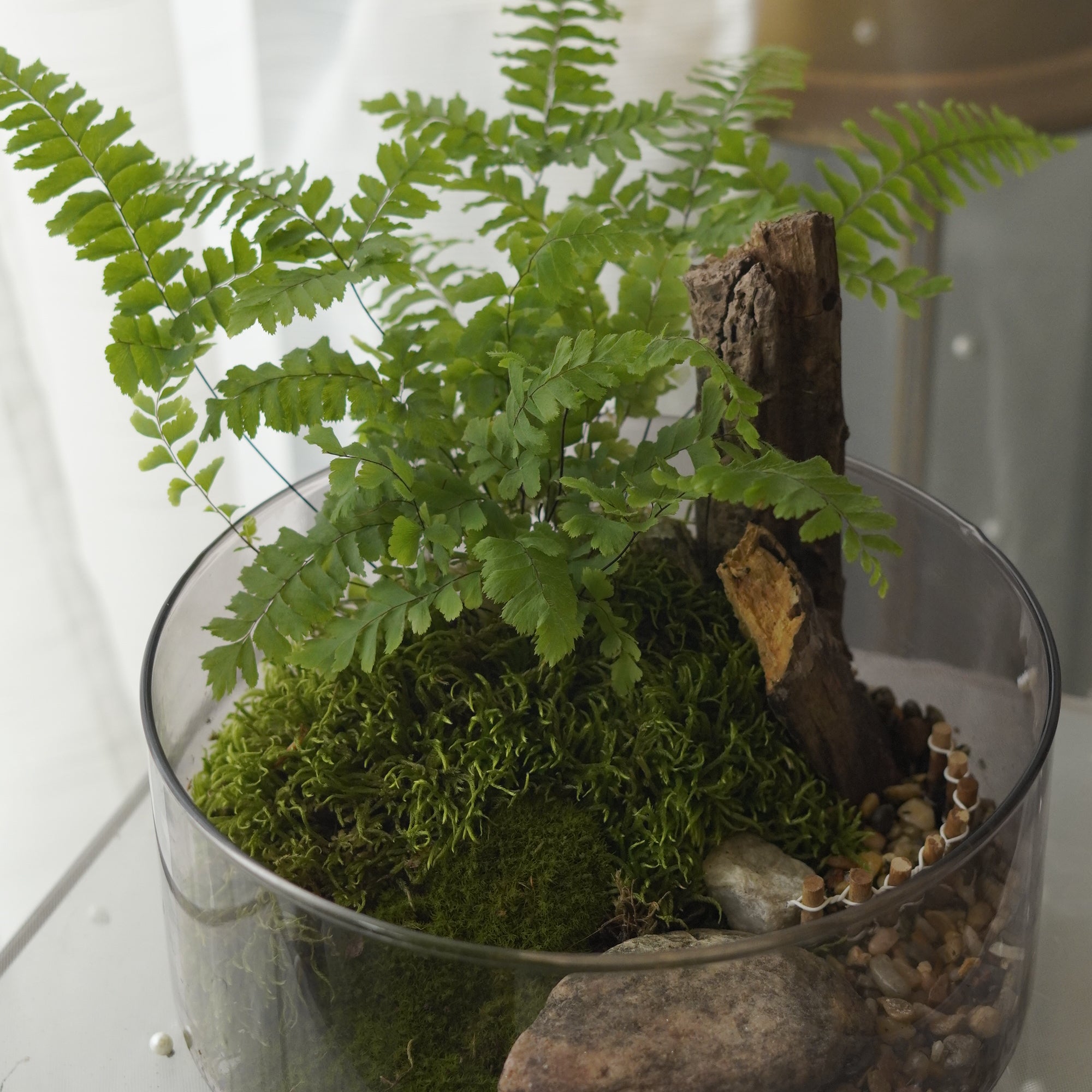 Woodland Fern Terrarium in Clear Glass Bowl — Toronto Plant Delivery