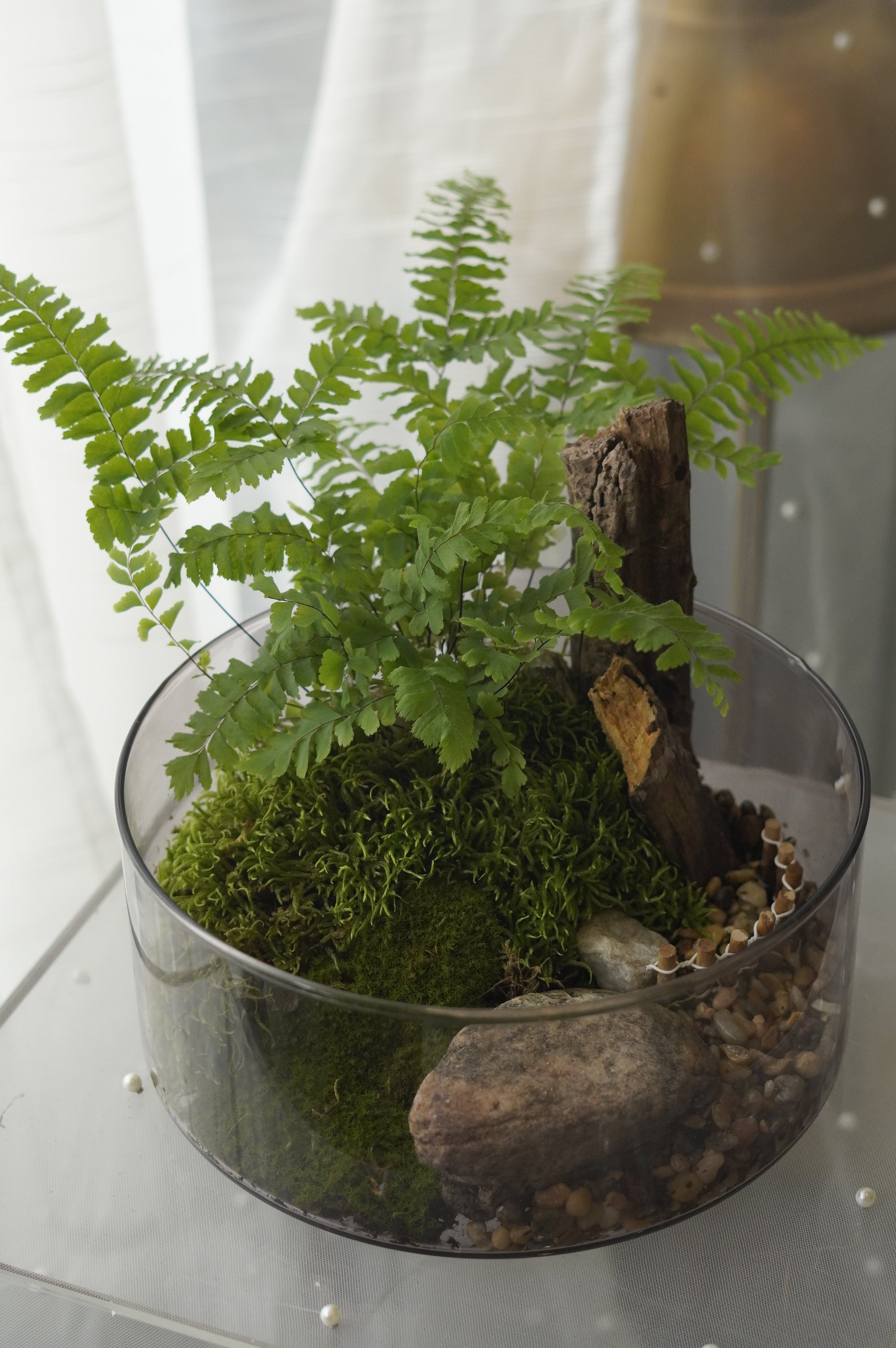 Woodland Fern Terrarium in Clear Glass Bowl — Toronto Plant Delivery