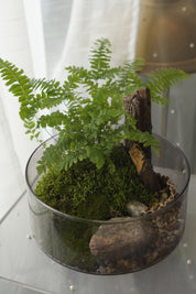 Woodland Fern & Live Moss Terrarium