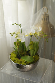 Modern White Orchid Arrangement in Silver Bowl