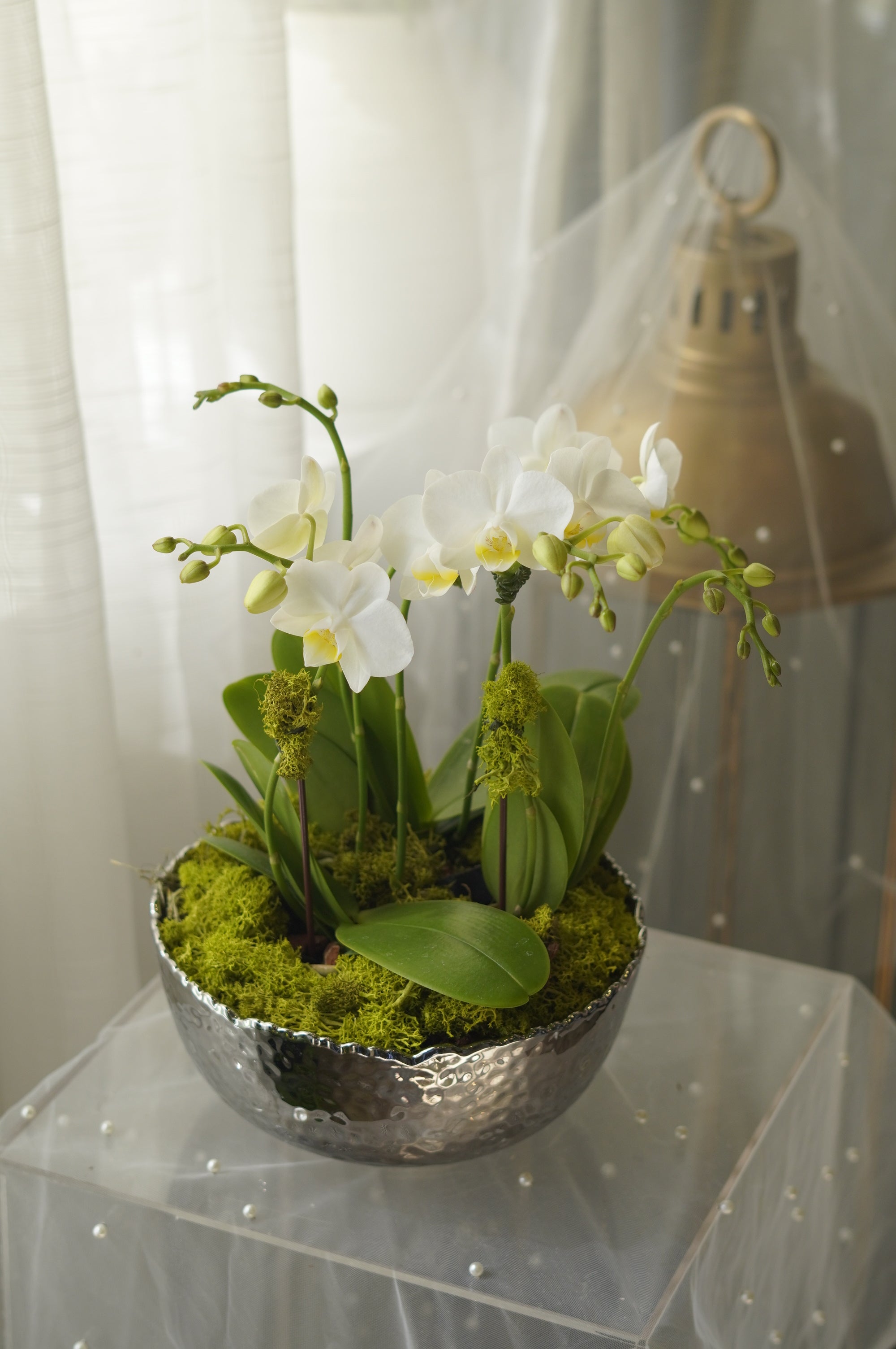 Modern White Orchid Arrangement in Silver Bowl