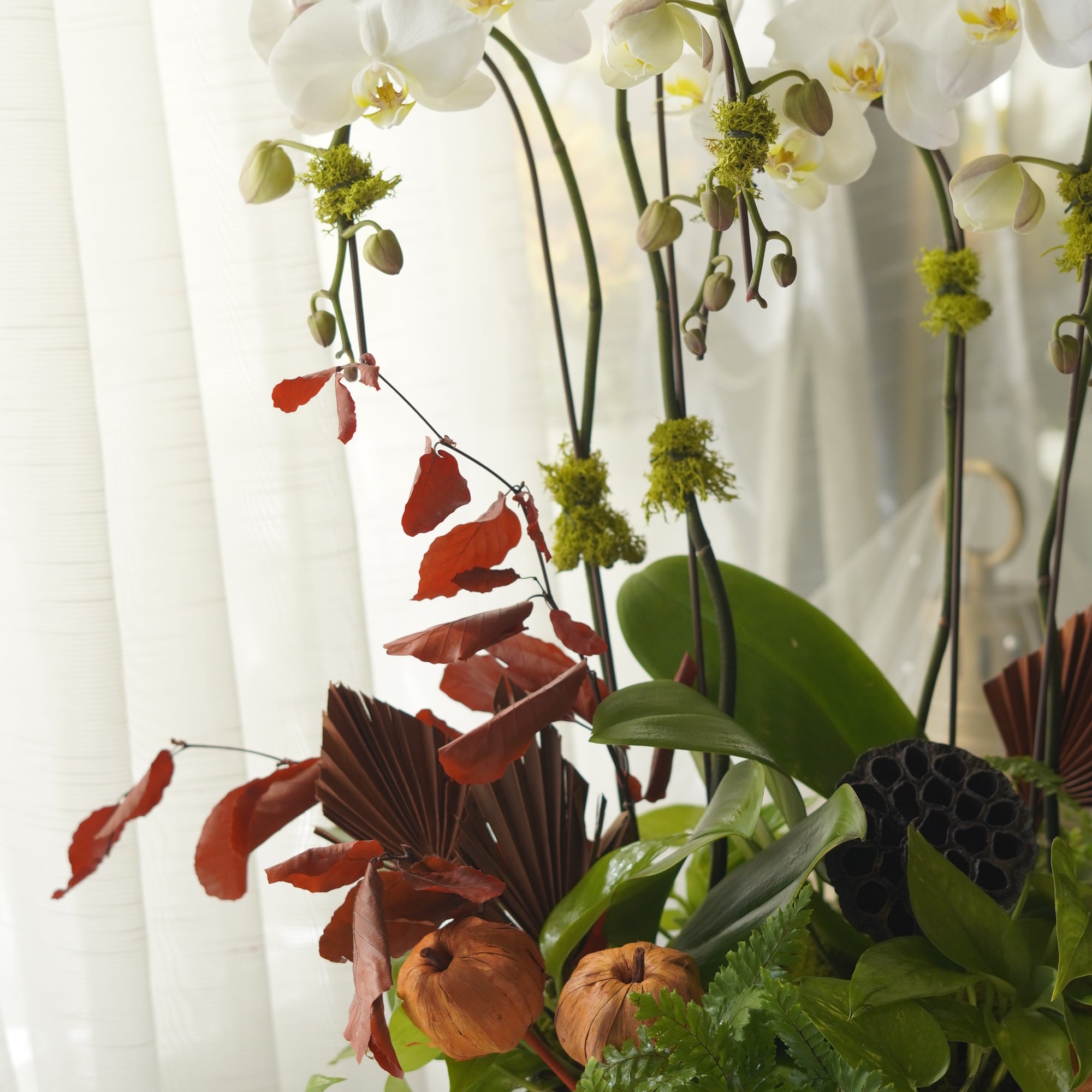 Luxury White Orchid Arrangement in ceramic planter — Toronto flower delivery