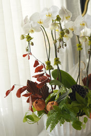 Luxury White Orchid Arrangement in ceramic planter — Toronto flower delivery