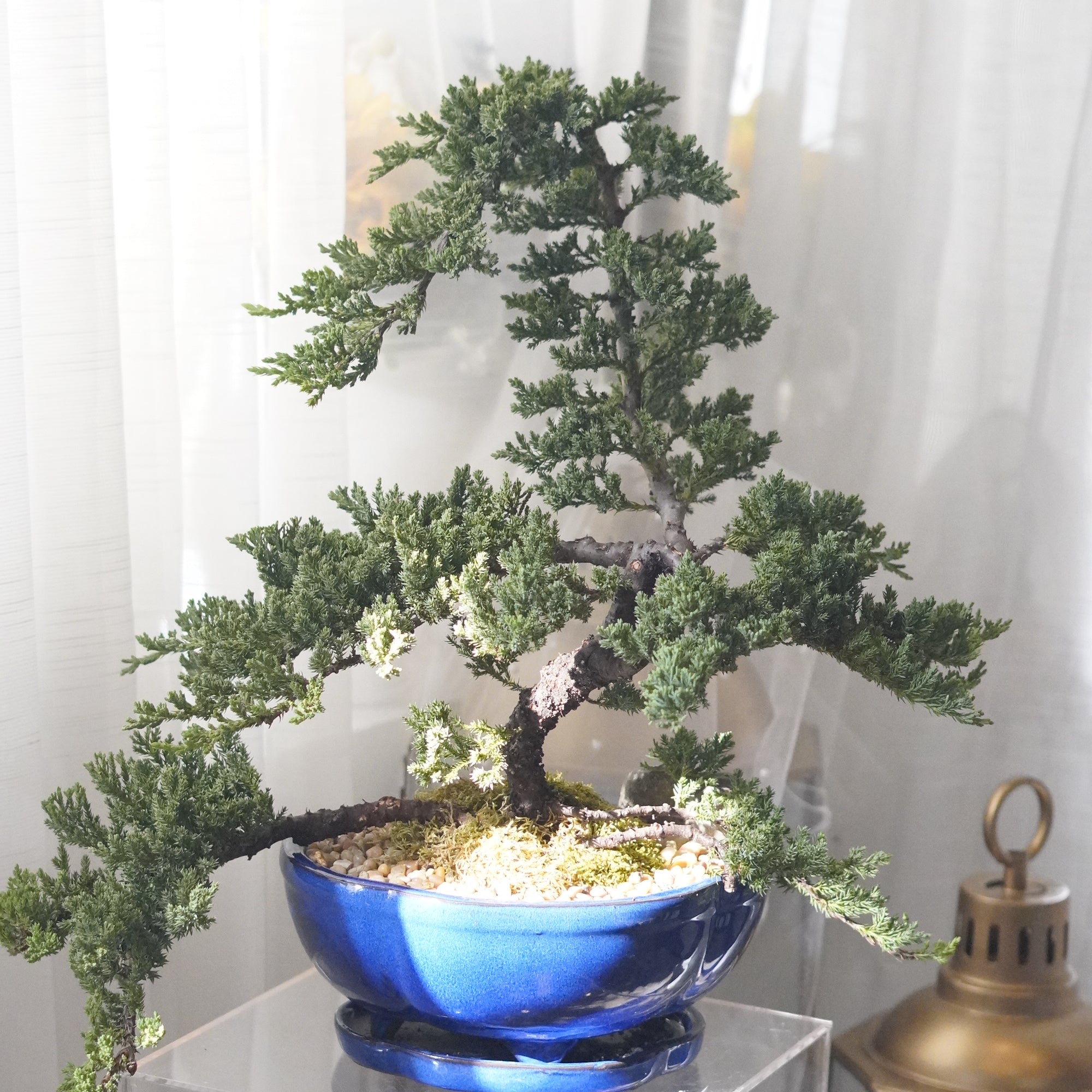 Azure Serenity Bonsai in a blue glazed planter with moss and pebbles — Toronto plant delivery