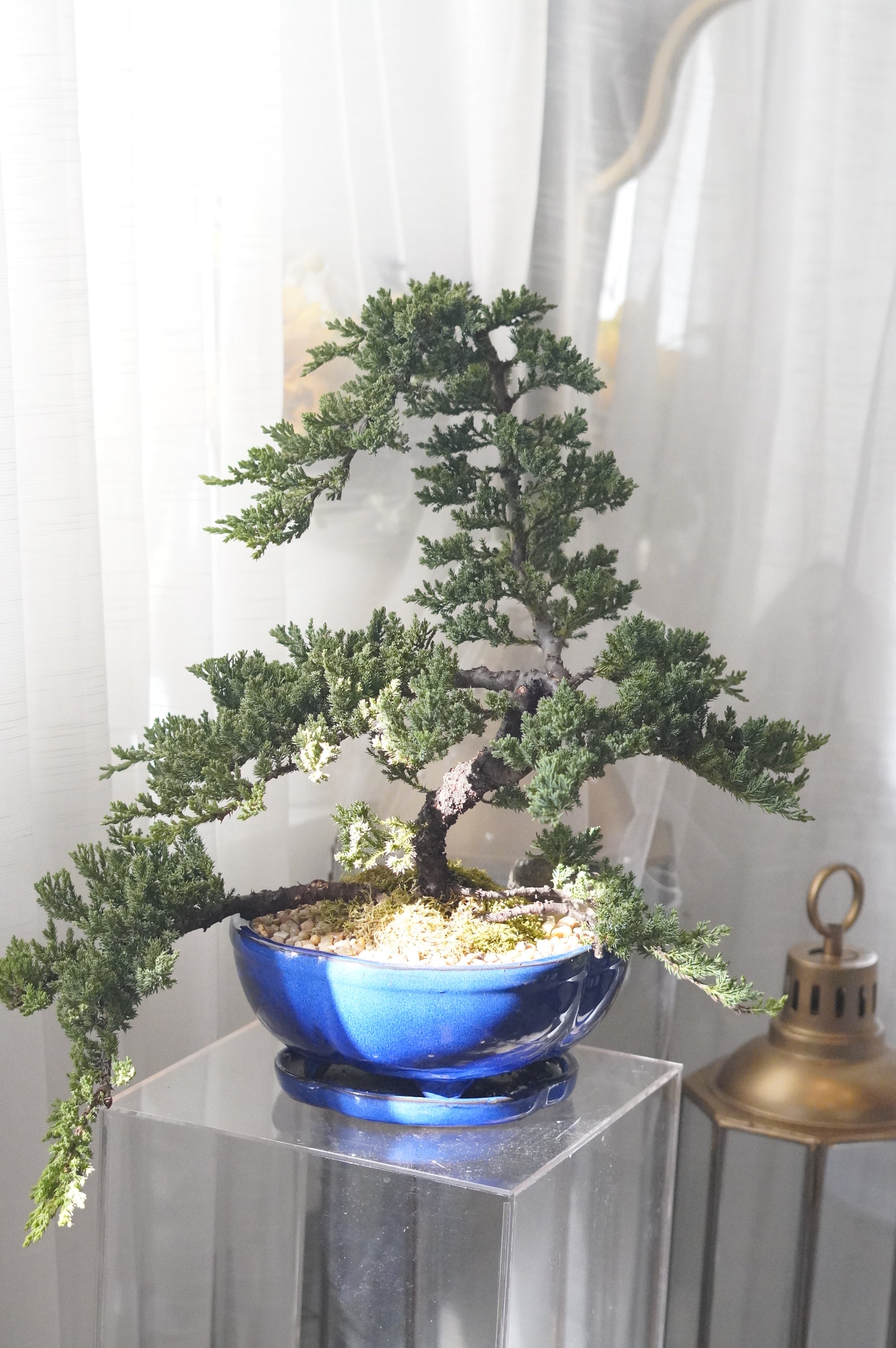 Azure Serenity Bonsai in a blue glazed planter with moss and pebbles — Toronto plant delivery