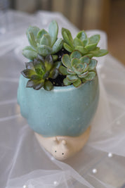 Snail Succulent