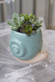 Snail Succulent