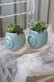 Snail Succulent
