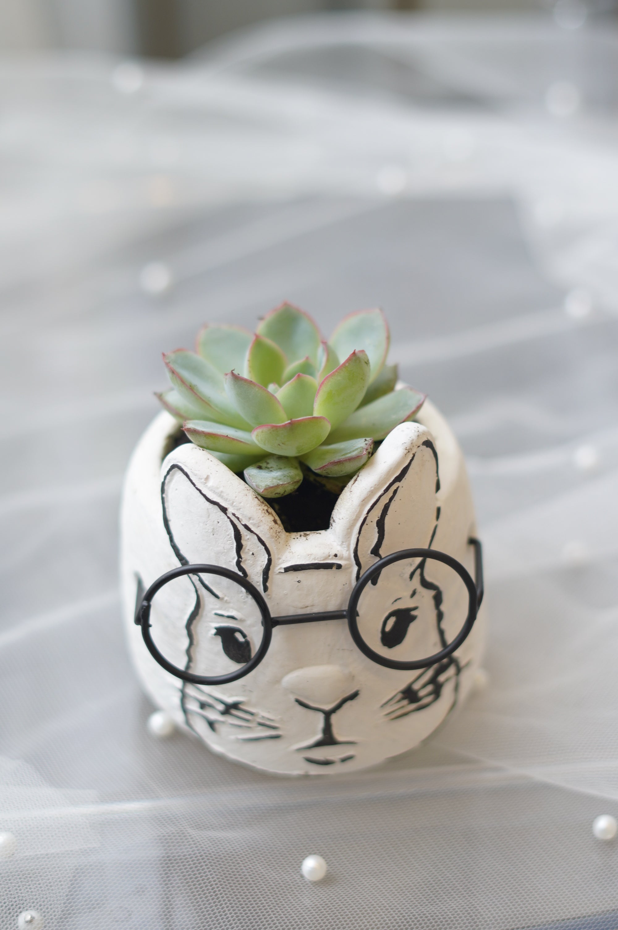 Small Succulent