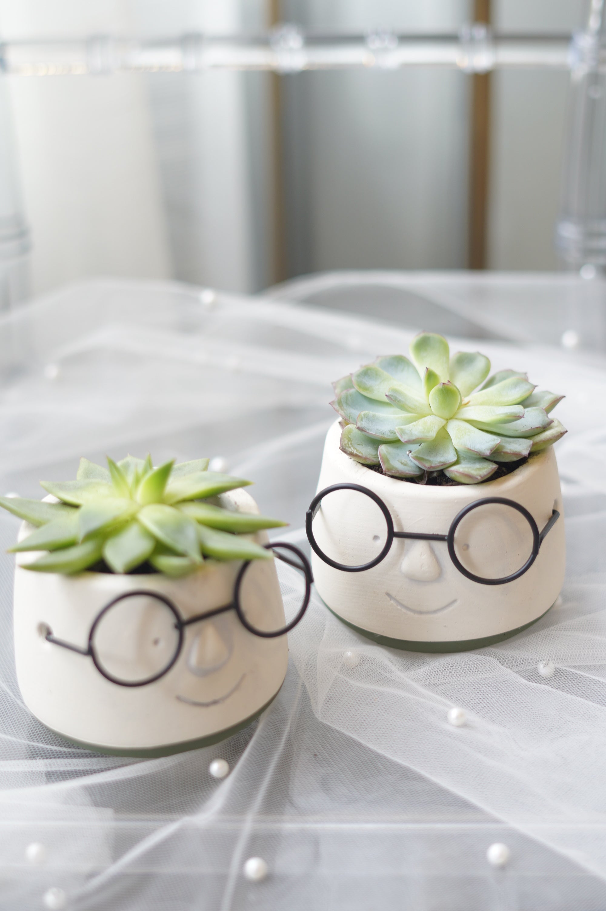 Small Succulent
