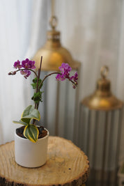 迷你同情兰花盆栽