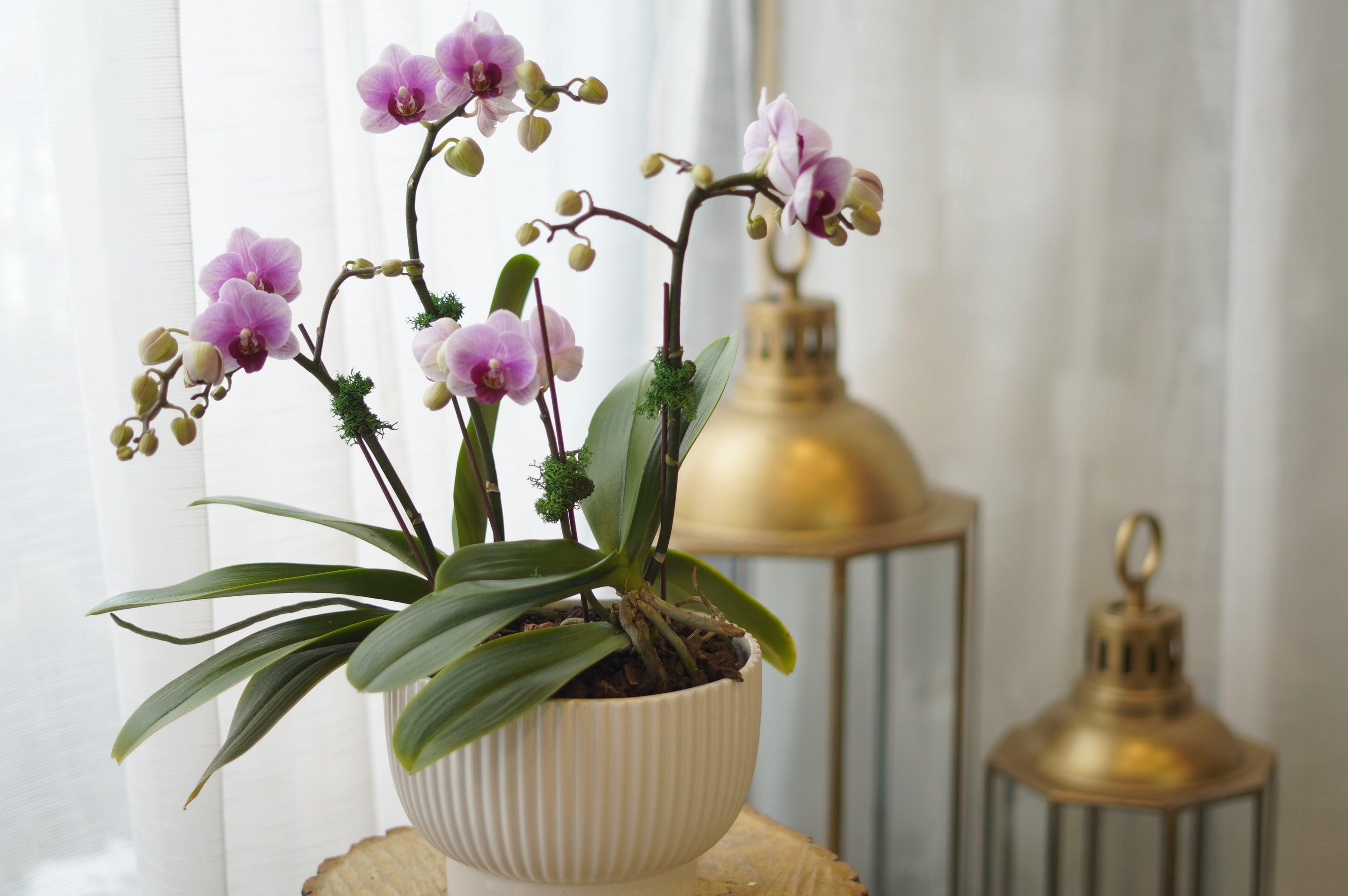 迷你同情兰花盆栽