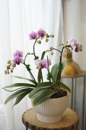 迷你同情兰花盆栽