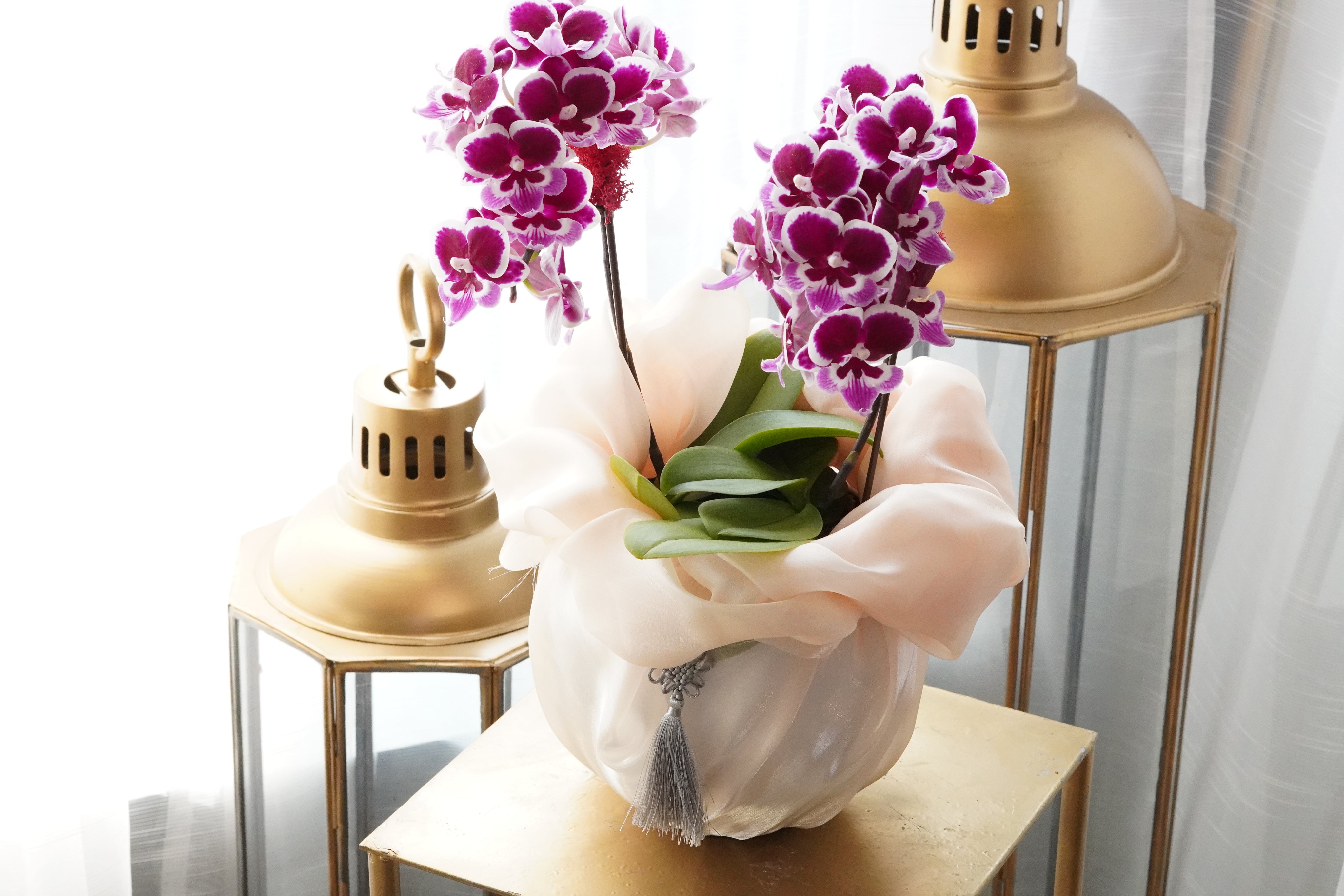 Elegant orchid plant, beautifully arranged for a Mother's day celebration and luxury home deco.