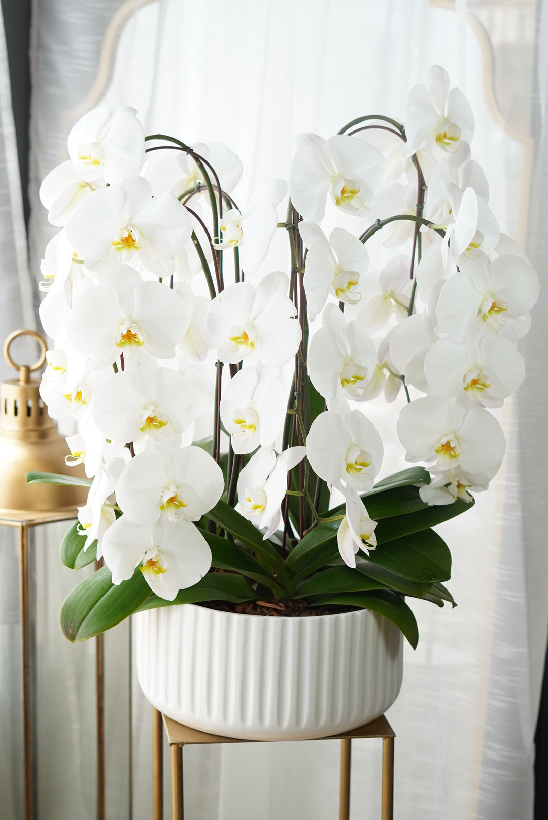 Giant Orchids