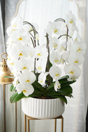 Giant Orchids