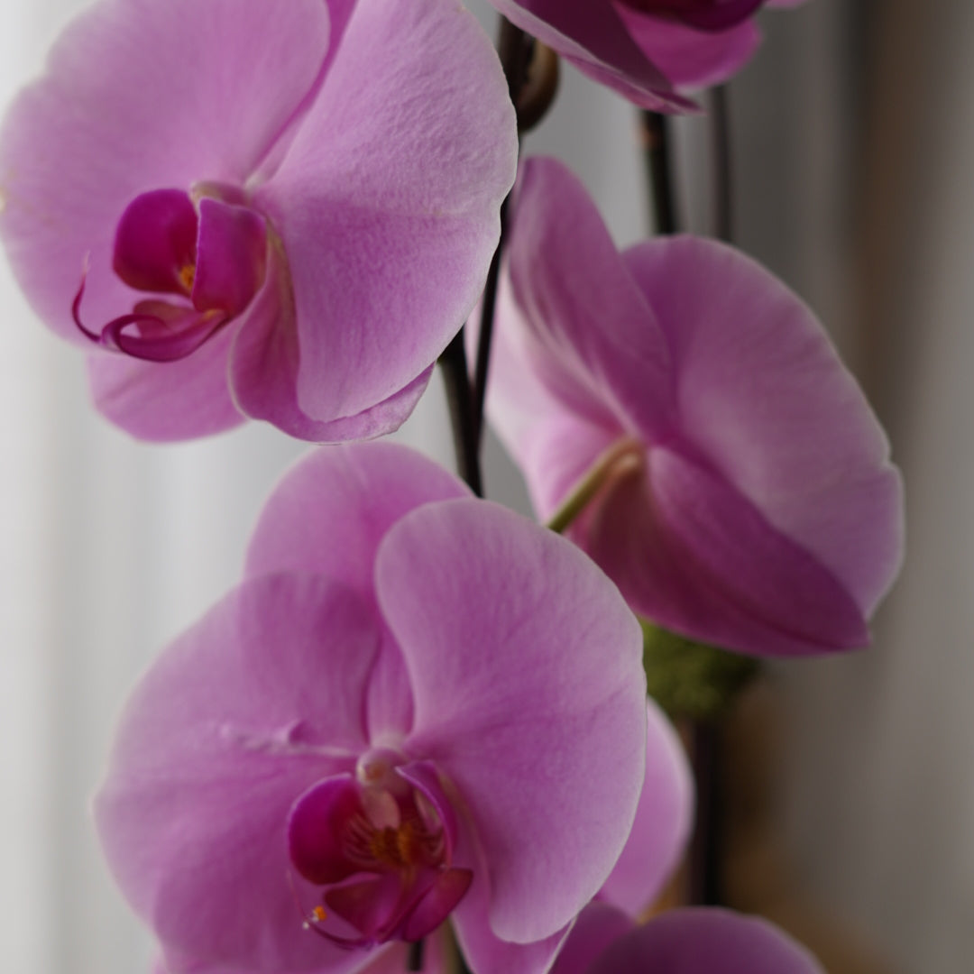 Fresh blooming phalaenopsis orchid for mother's day gift