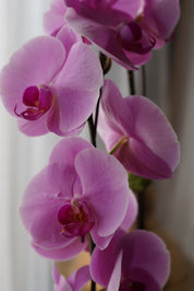 Fresh blooming phalaenopsis orchid for mother's day gift
