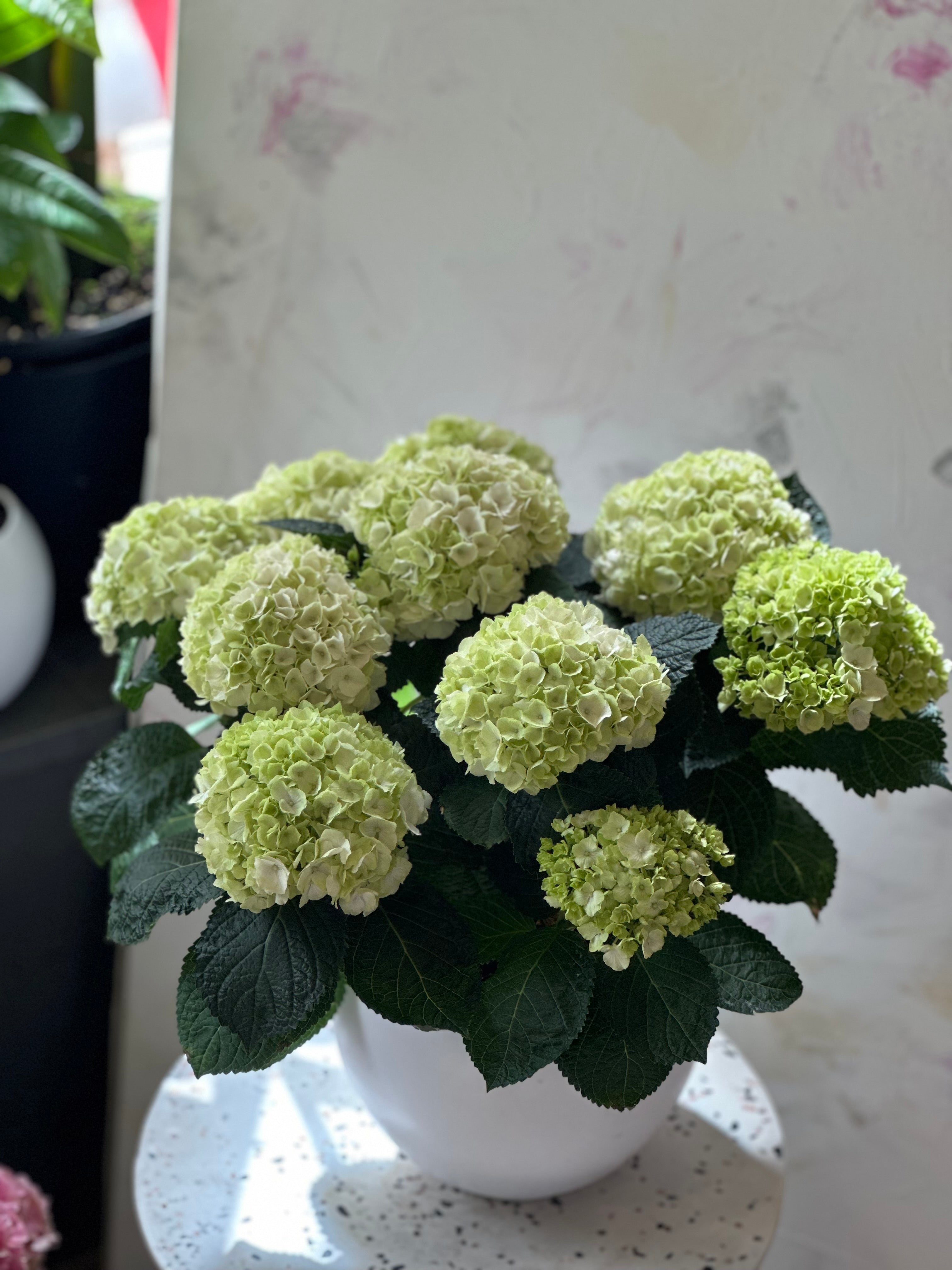 Green hydrangea plant in ceramic pot with full blooms – Toronto plant delivery