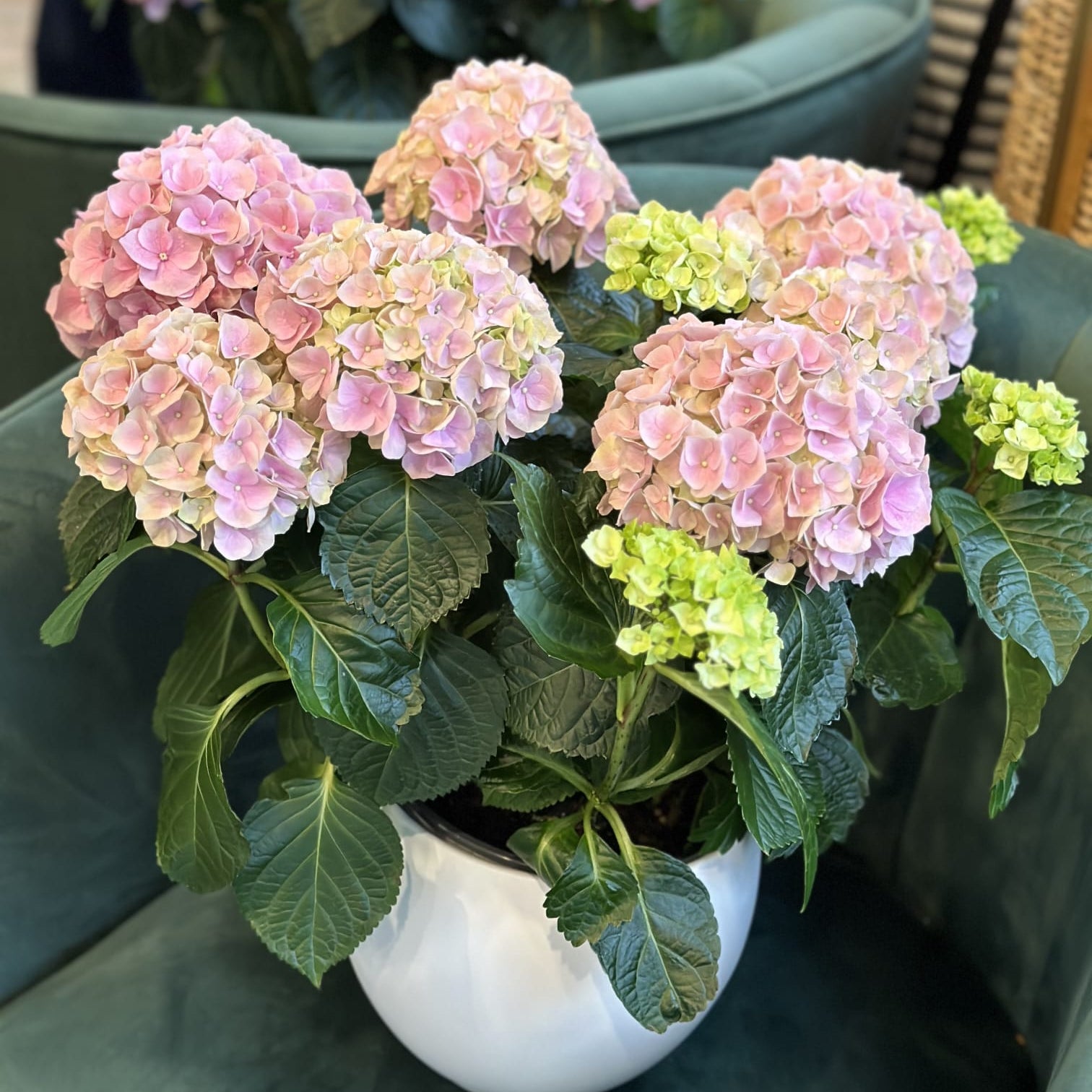 Flowering hydrangea plant for delivery in Toronto