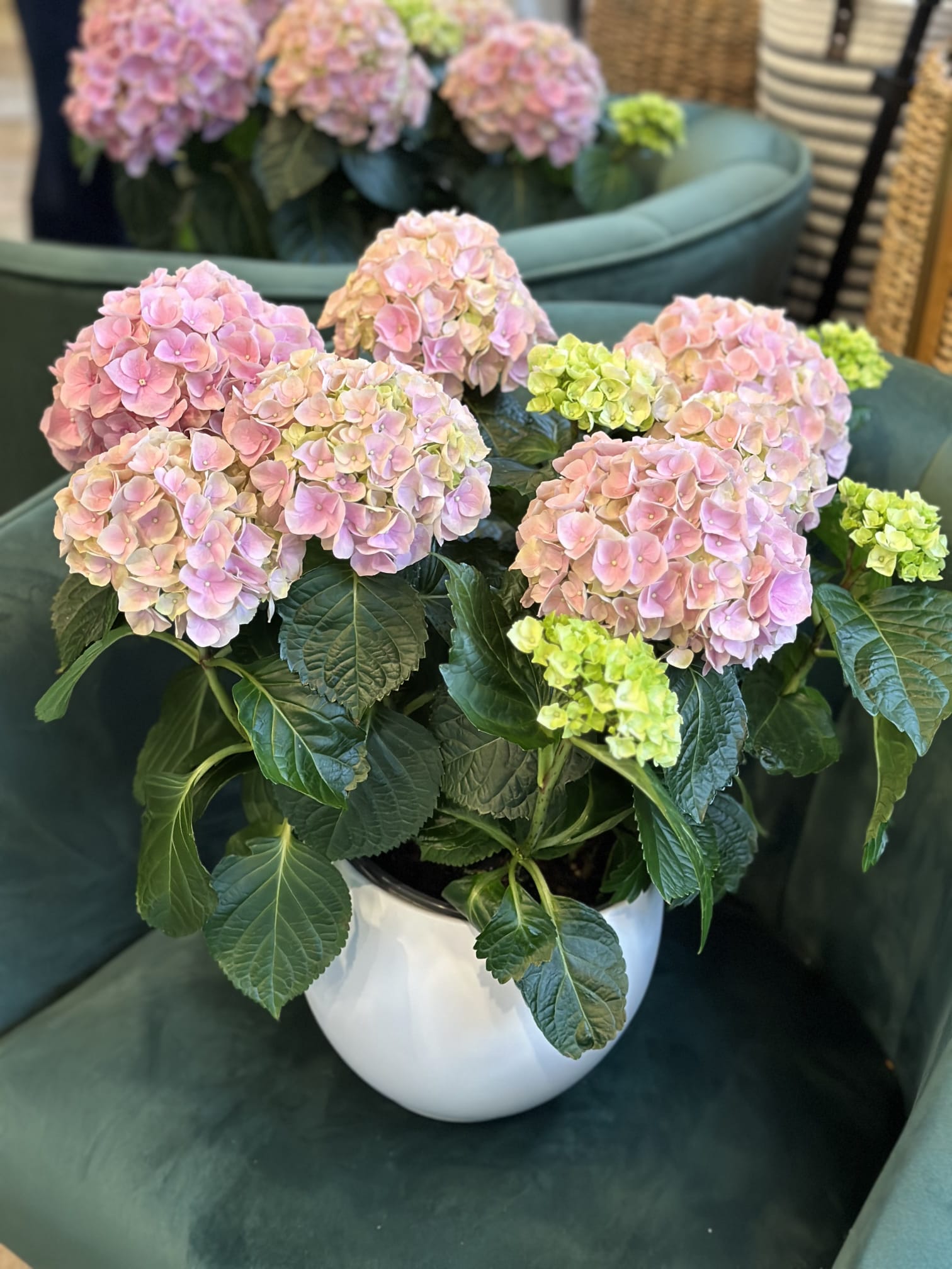 hydrangea potted plant delivery MOTHER'S DAY-Hydrangea Plant Toronto | Blush Pink, Blue & Green Hydrangea Pot | Plant Delivery Toronto