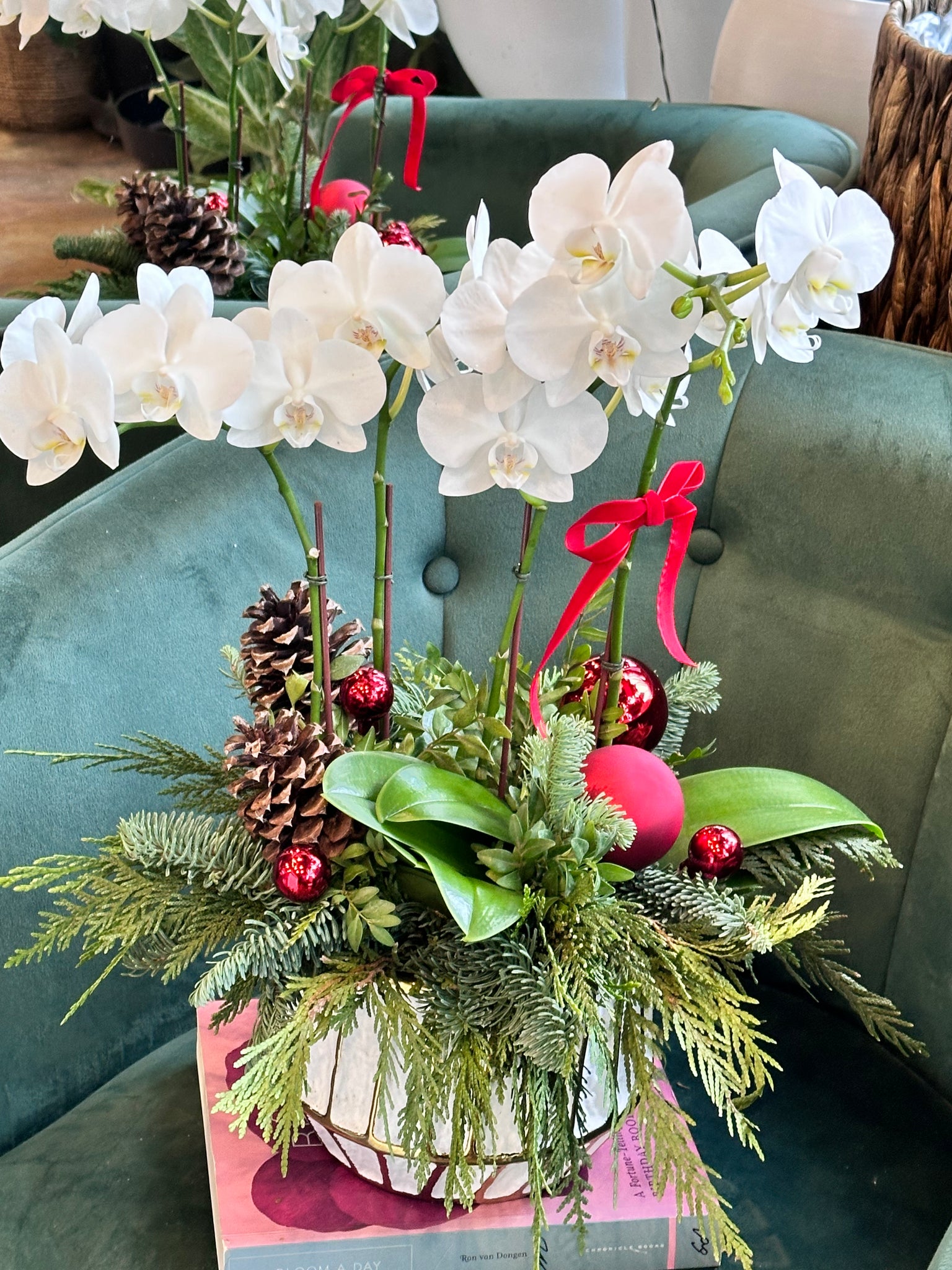 Holiday Orchids